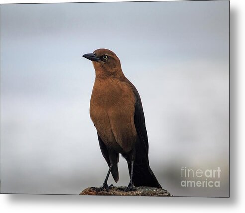 Great Tailed Gackle Bird on a Rock