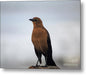 Great Tailed Gackle Bird on a Rock