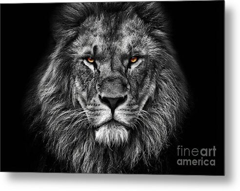 Majestic Lion Portrait