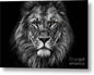 Majestic Lion Portrait