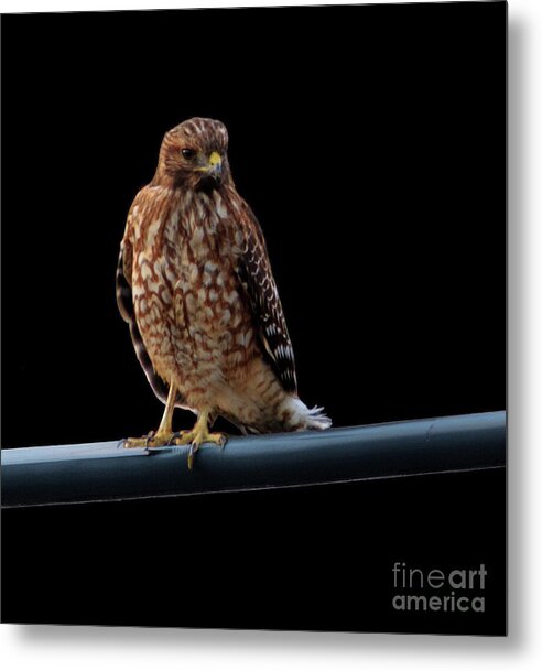 Red Tail Shouldered Hawk