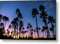 The image captures tall palm trees silhouetted against a vibrant sunset sky at Mission Bay in San Diego, California. The colors transition smoothly from deep blue to warm orange and pink hues.